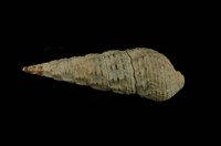 藏品(燒酒海蜷)的圖片